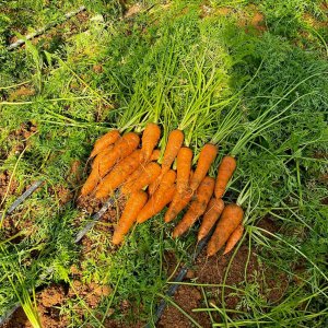 thu hoach ca rot baby