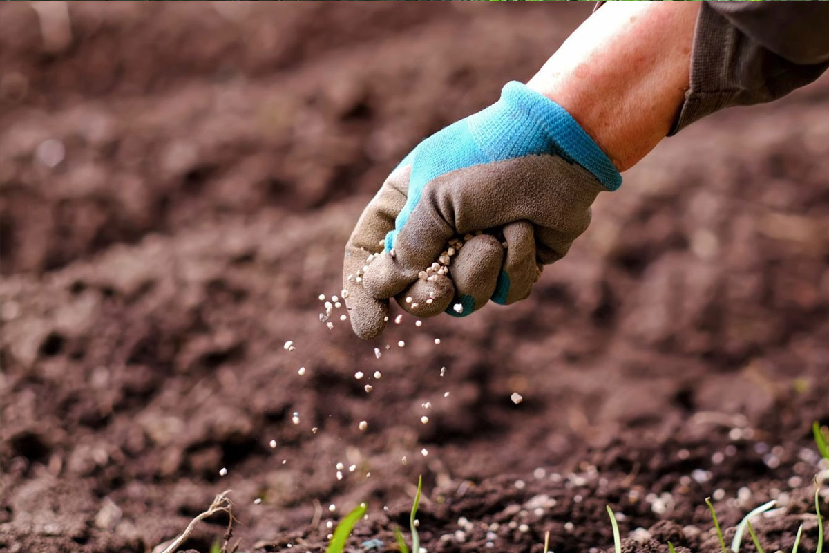 Bón phân bổ sung dinh dưỡng cho cây