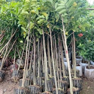 Cây giống Chay ruột đỏ Bắc Bộ thoát thân cao 1m-2m5