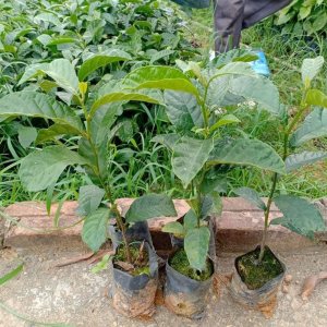 cay giong chay ruot do