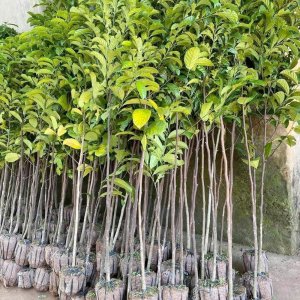 cay giong choai chay ruot do