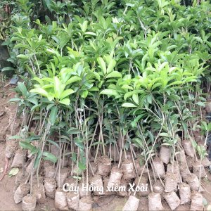Cây giống Hồng xiêm Xoài cây ghép, trái to, bói quả sớm
