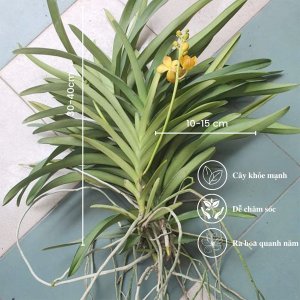 cay giong lan mokara