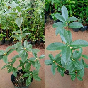 cay giong moc huong ta hoa vang 1m2