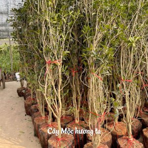 cay giong moc huong ta hoa vang