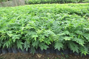 Cách trồng và Chăm sóc cây Sưa Đỏ đúng kỹ thuật đạt hiệu quả cao