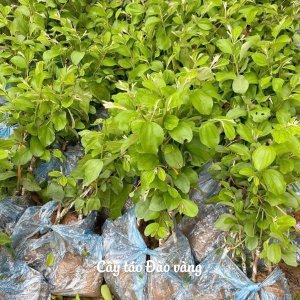 Cây giống Táo đào vàng siêu sớm, siêu trái