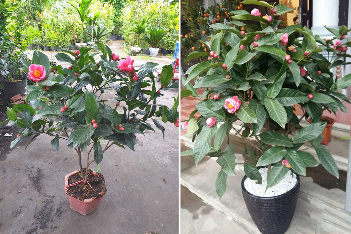 Đặt hoa Hải đường tại phòng Khách, đầu hiên nhà, lối ra vào