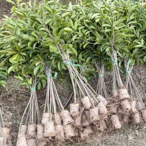 cay hong xiem xoai nho