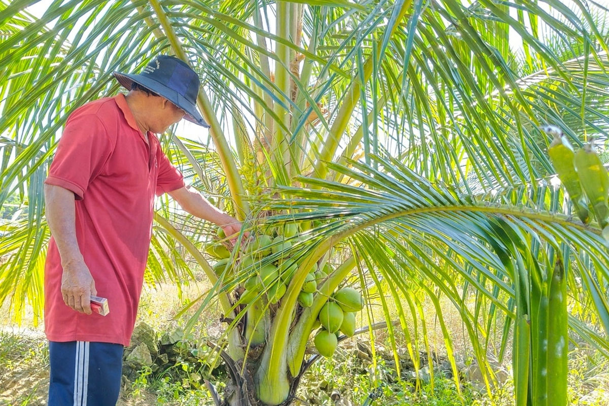 Thường xuyên kiểm tra, chăm sóc vườn Dừa Xiêm của bạn