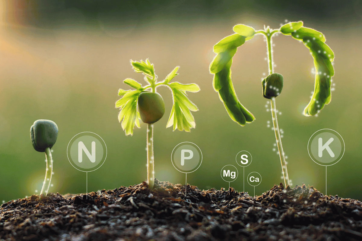 Chọn Phân bón có hàm lượng dinh dưỡng phù hợp với từng loại cây trồng