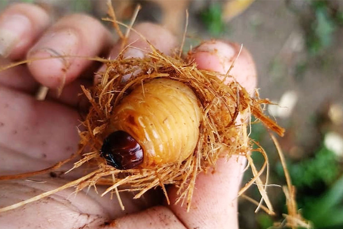Đuông dừa - Kẻ thù phá hoại Dừa Xiêm