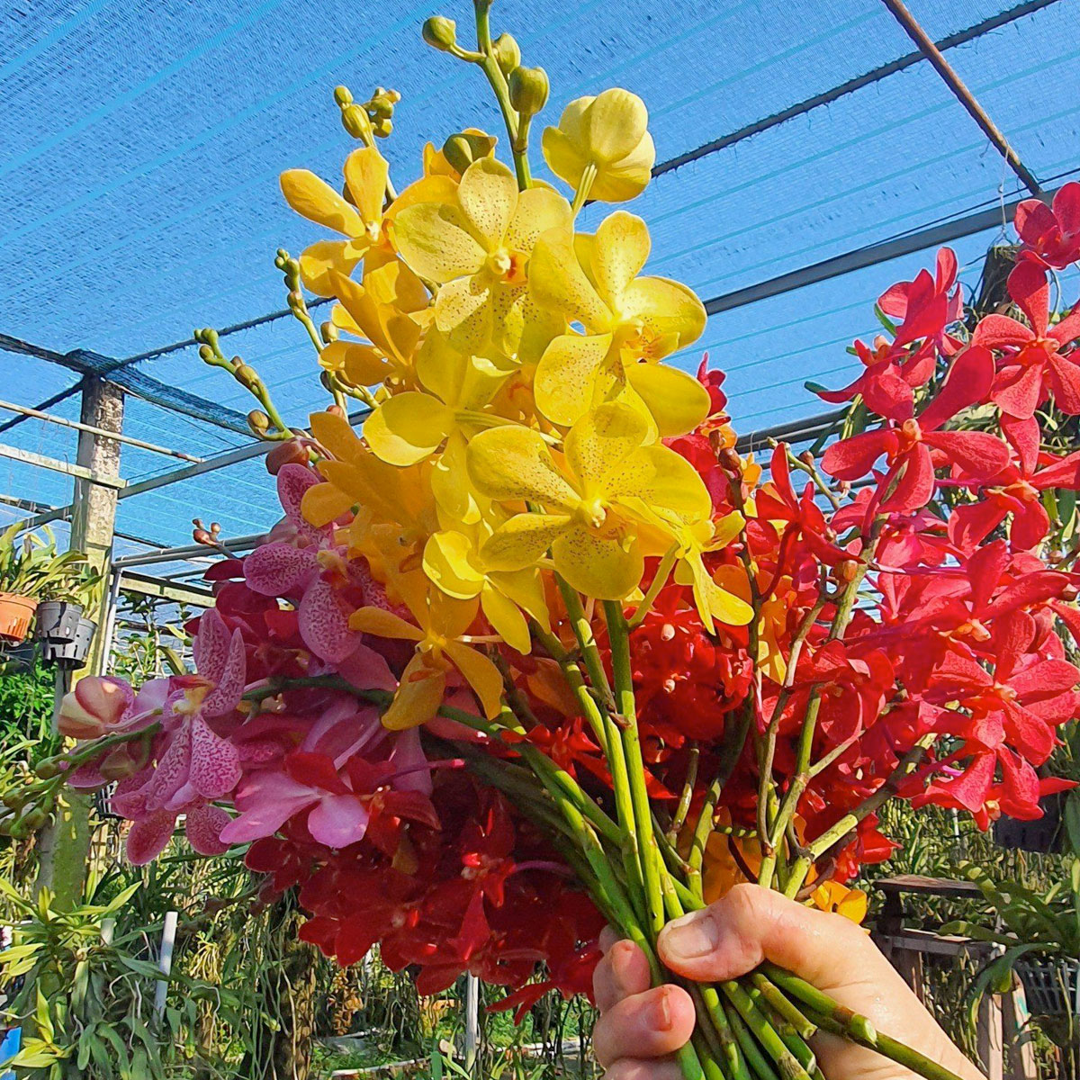 hoa lan mokara nhieu mau