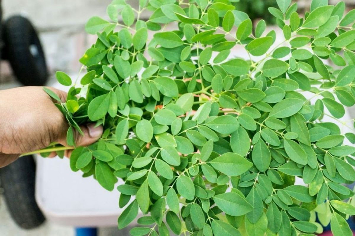 Lá chùm ngây chứa nhiều chất dinh dưỡng tốt cho sức khỏe