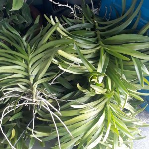 lan giong mokara cat canh