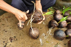 Cách trồng Dừa Xiêm lùn đúng kỹ thuật, cho năng suất cao