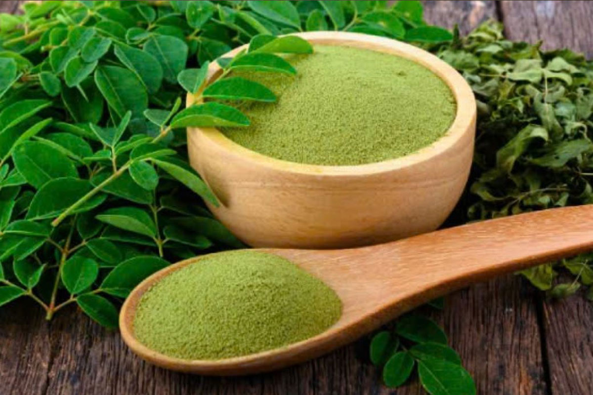 Nghiền bột lá Chùm ngây bảo quản dùng lâu dài