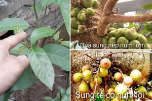 Cách phân biệt sung Nếp và sung Tẻ đơn giản và chính xác nhất