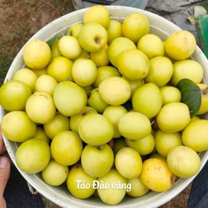 qua tao dao vang