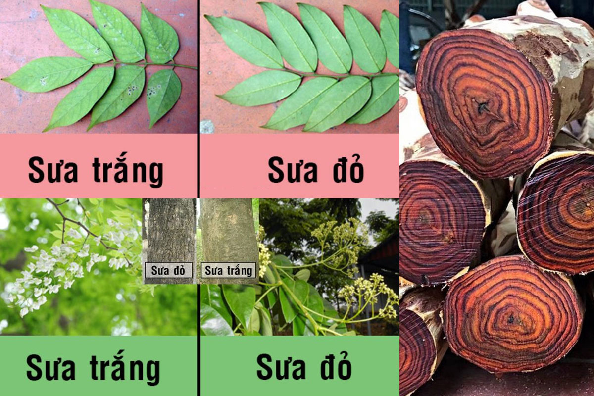 Phân biệt sưa đỏ và Sưa trắng qua lá, hoa và gỗ