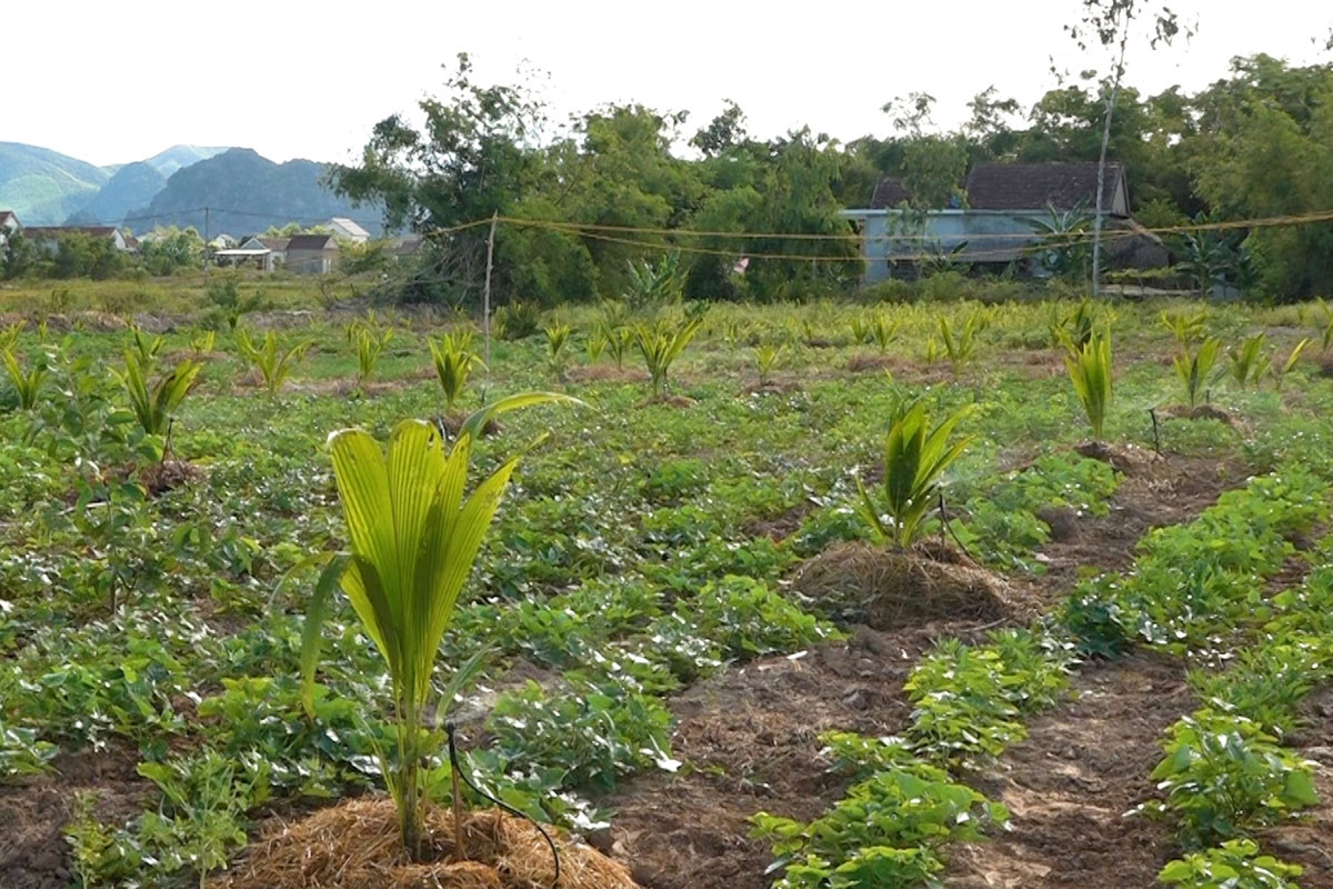 Kết hợp trồng xen canh Dừa Xiêm lùn với các loại cây trồng khác