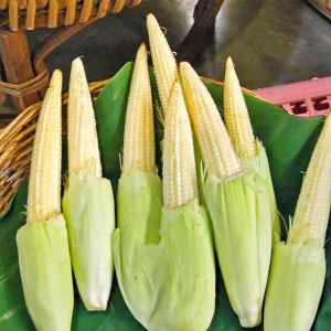 Ngô bao tử