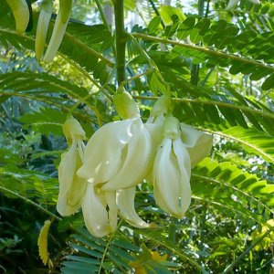 Hoa Điền thanh hoa lớn