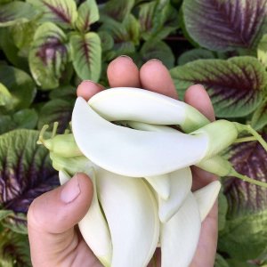 Bông so đũa trắng