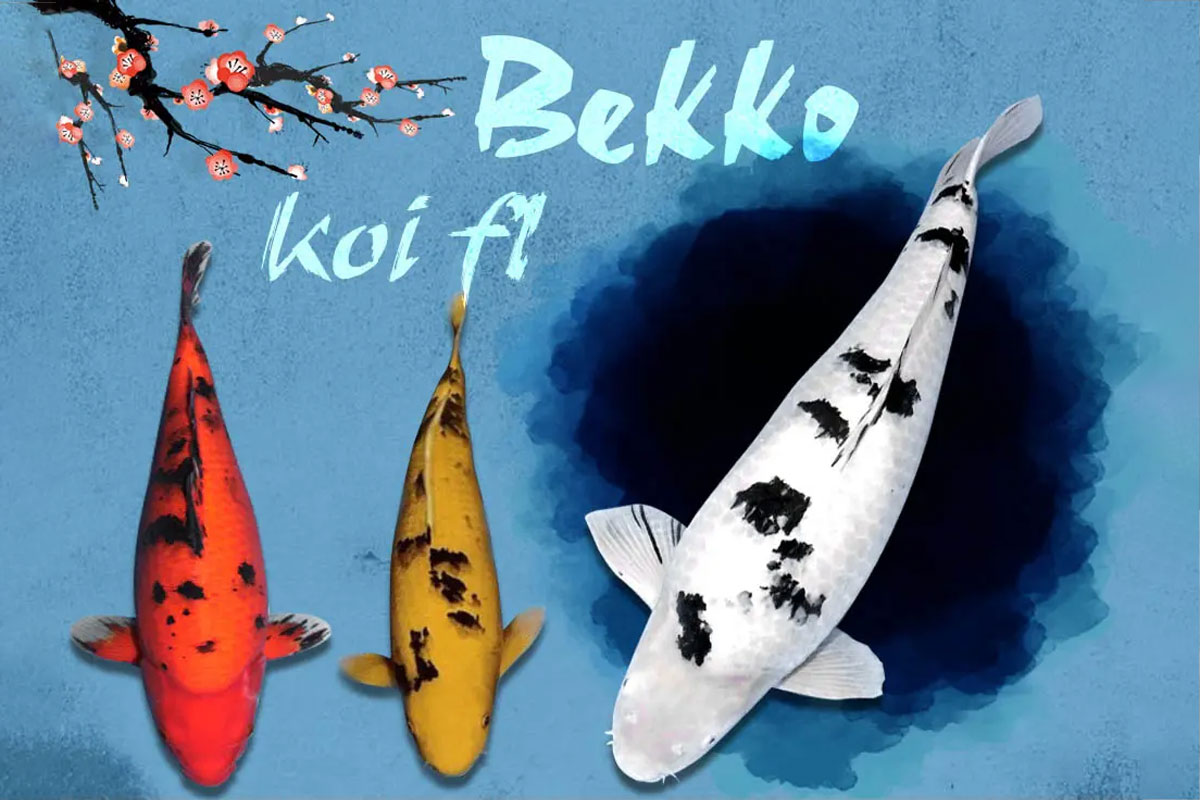 Giống Bekko với ba màu đặc trưng: trắng, đỏ, vàng rất được ưa thích tại Việt Nam