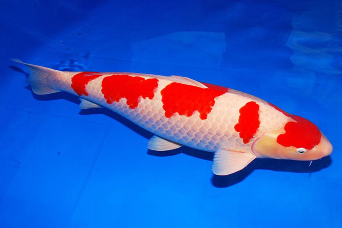 Cá Koi thuộc loại Kohaku có màu đỏ chủ đạo trên nền trắng, rất dễ phân biệt