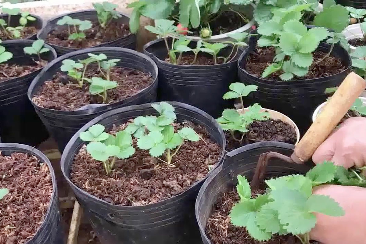 cach trong dau tay tai nha