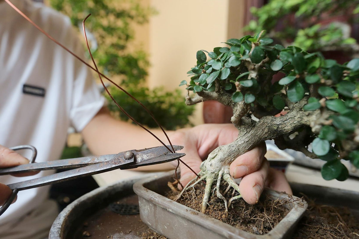 Cắt tỉa, tạo dáng thế cho cây Bonsai định kỳ