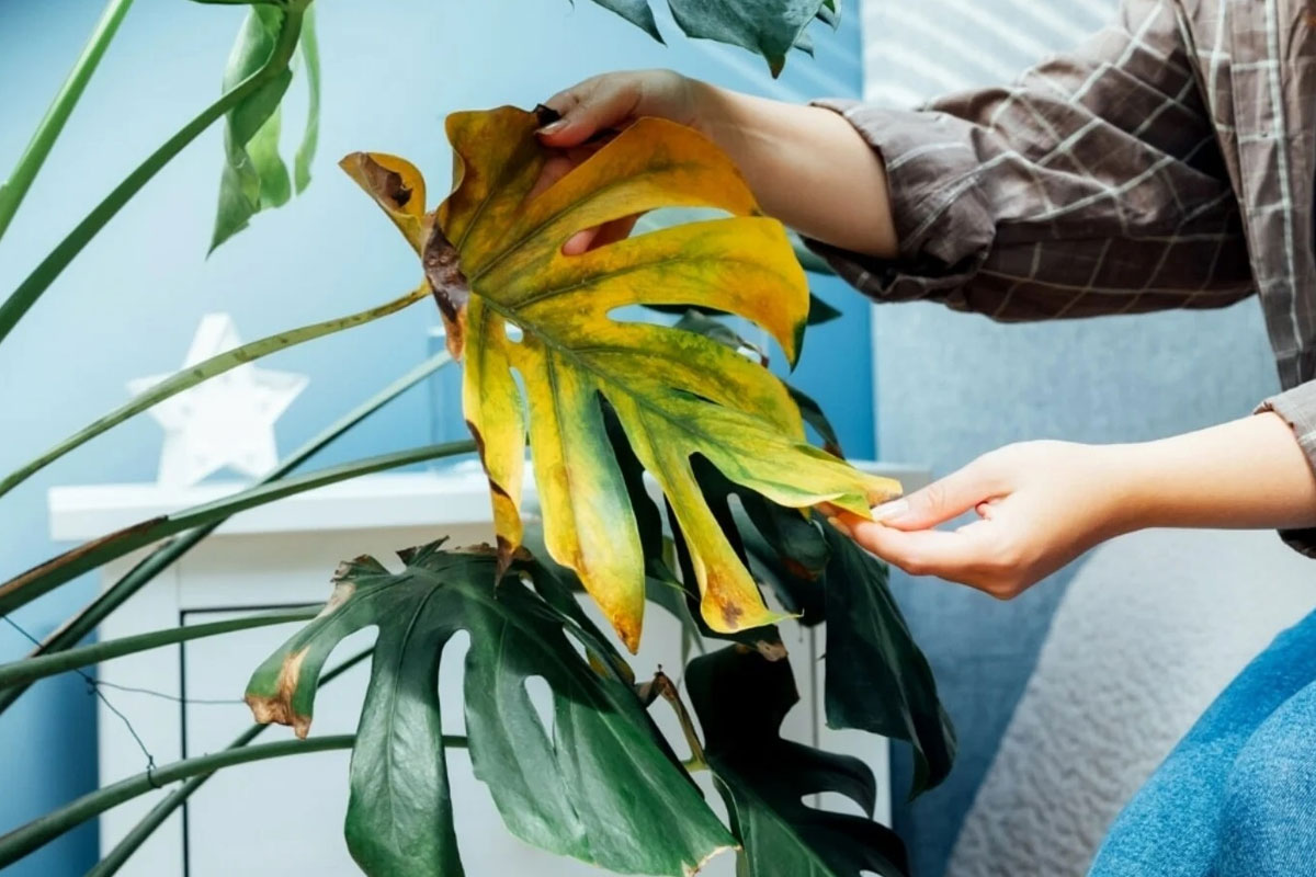 Cây cảnh bị vàng lá, còi cọc là biểu hiện của thiếu Dinh dưỡng hoặc bệnh