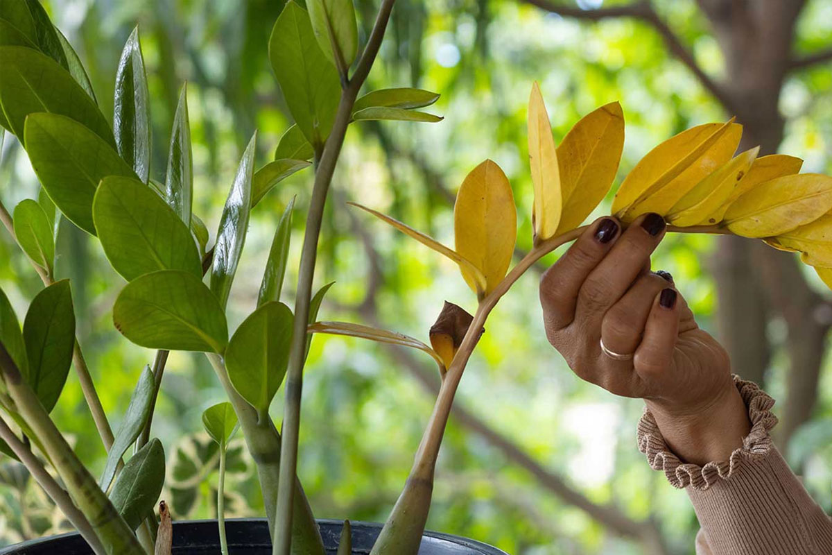 Cây cảnh bị vàng lá cần được phát hiện và xử lý kịp thời