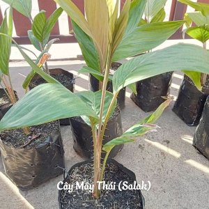 Cây giống mây Thái