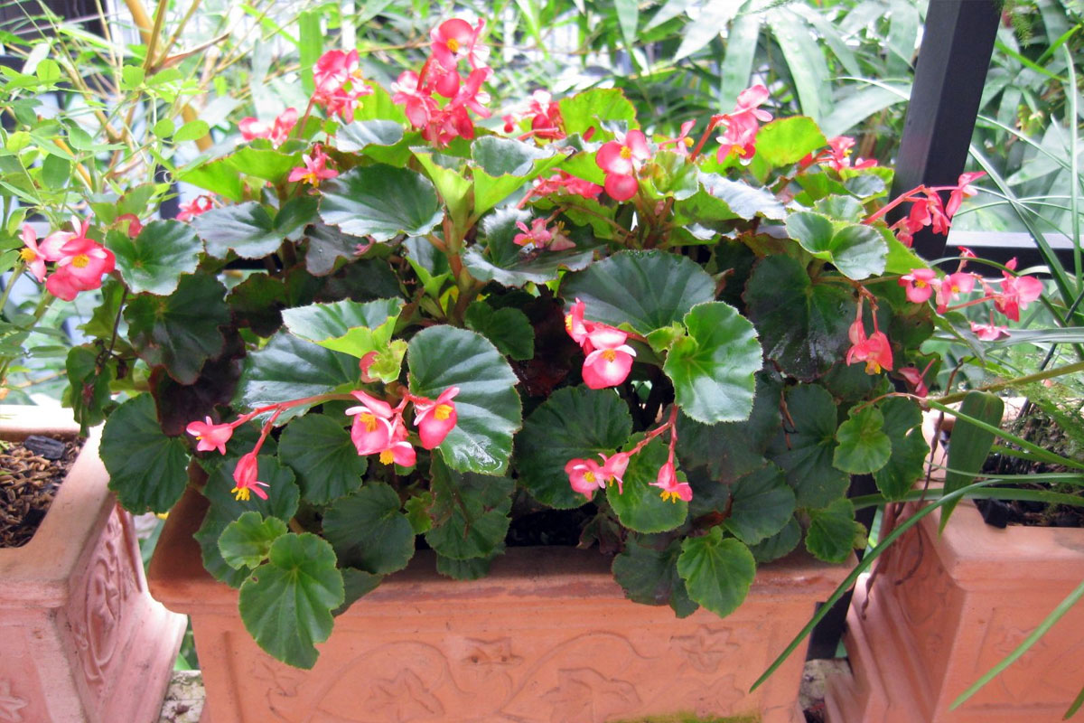 Thu hải đường vừa đẹp vừa có khả năng thanh lọc không khí