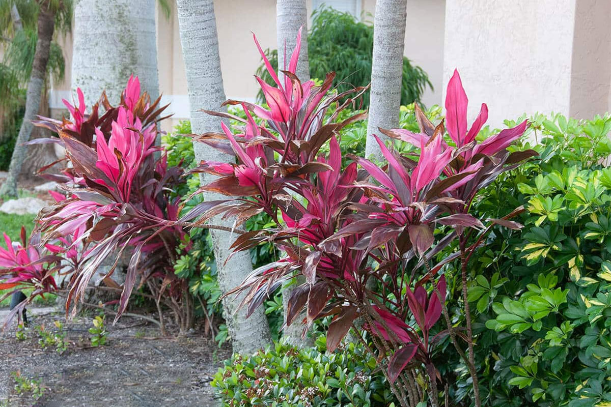 Huyết dụ loại bỏ rất tốt các chất chất xylene, trichloroethylene và formaldehyde