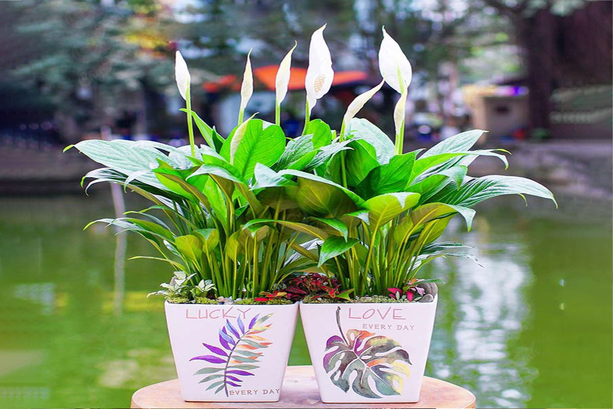 Lan ý hấp thụ formaldehyde, benzen và trichloroethylene