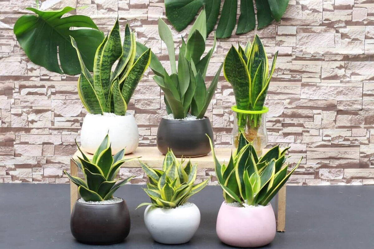 Lưỡi hổ là loại cây dễ trồng, có thể phát triển tốt trong điều kiện thiếu ánh sáng.