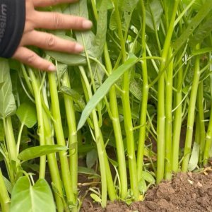 Cây Rau muống ba chạc