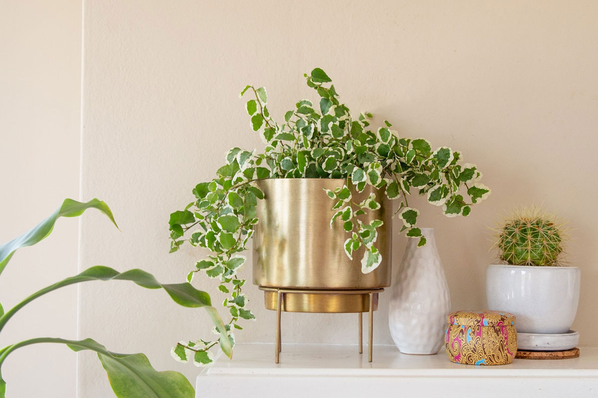 Dây Thường xuân leo trang trí nội thất văn phòng, thanh lọc không khí