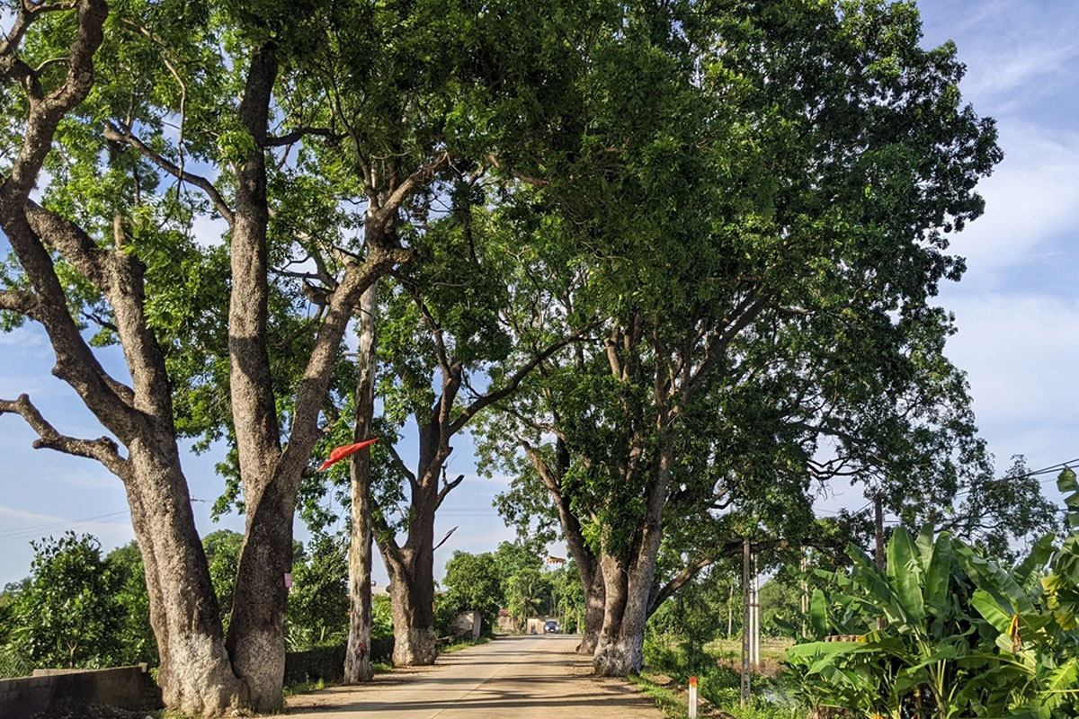 Xà cừ là giống cây lấy gỗ lâu năm, chịu hạn và giữ đất cực tốt