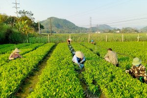 Danh sách Các loại cây Lâm nghiệp chính tại Việt Nam