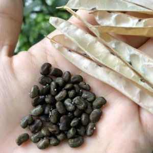 Hạt giống đậu biếc