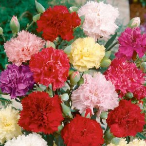 hoa cam chuong kep mix