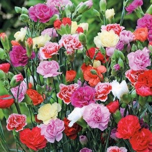 hoa cam chuong kep mix mau