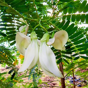 Hoa so đũa - Điền thanh hoa lớn