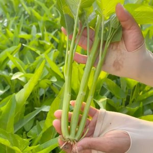 Cây Rau muống ba chạc