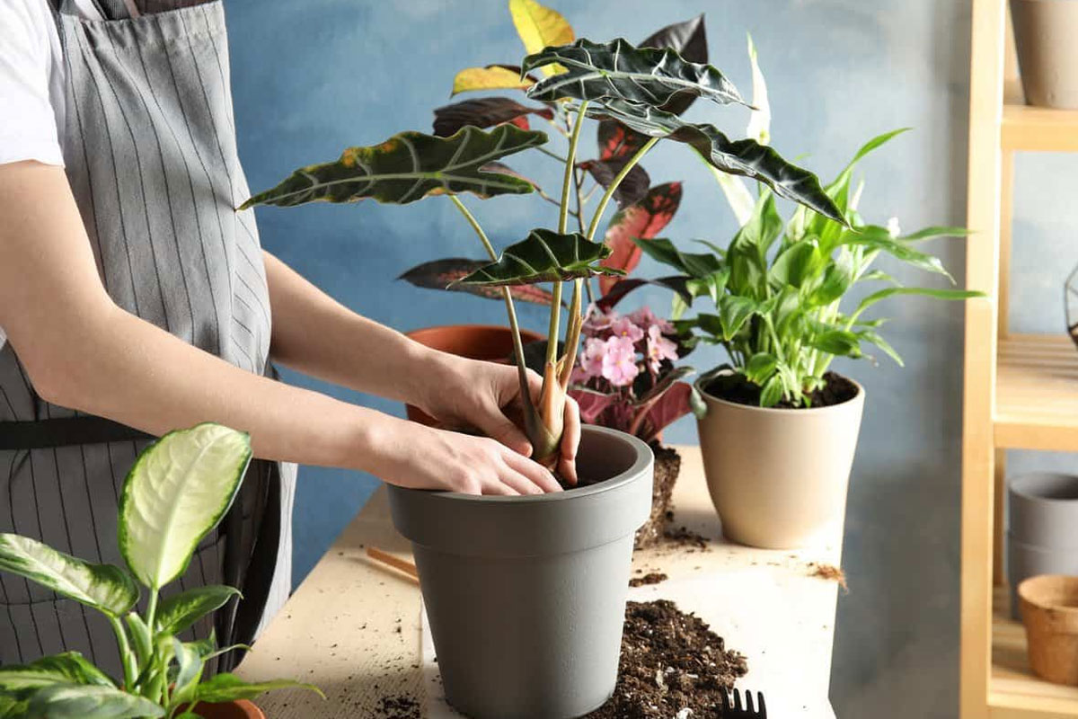 Thay chậu đất cho cây và bổ sung dinh dưỡng