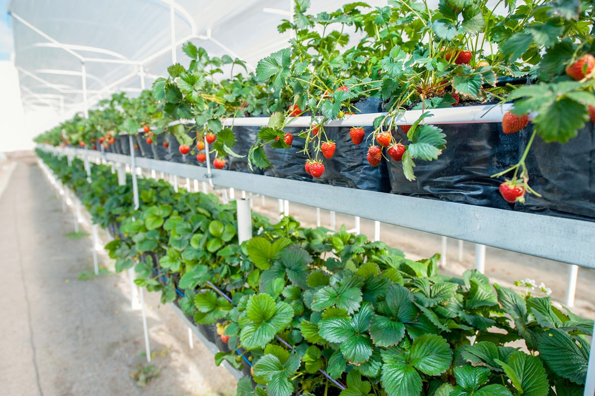 Trồng Dâu tây trong nhà kính giúp kiểm soát ánh sáng, nhiệt độ và độ ẩm